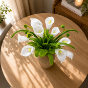 Ivory Calla Bloom
